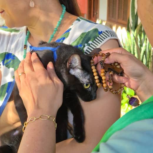 Animal doméstico em momento de cuidado 2