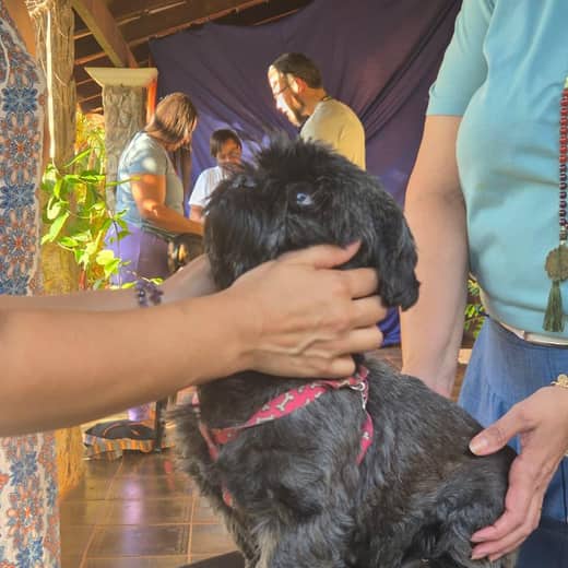 Animal doméstico em momento de cuidado 3